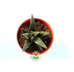 Ariocarpus retusus ssp. trigonus 8 cm Saksıda Nadir Koleksiyon Ürünü Kaktüs