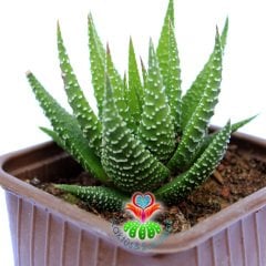 Haworthiopsis Fasciata-8,5 cm Saksıda-İnce Çizgili Zebra Kaktüs