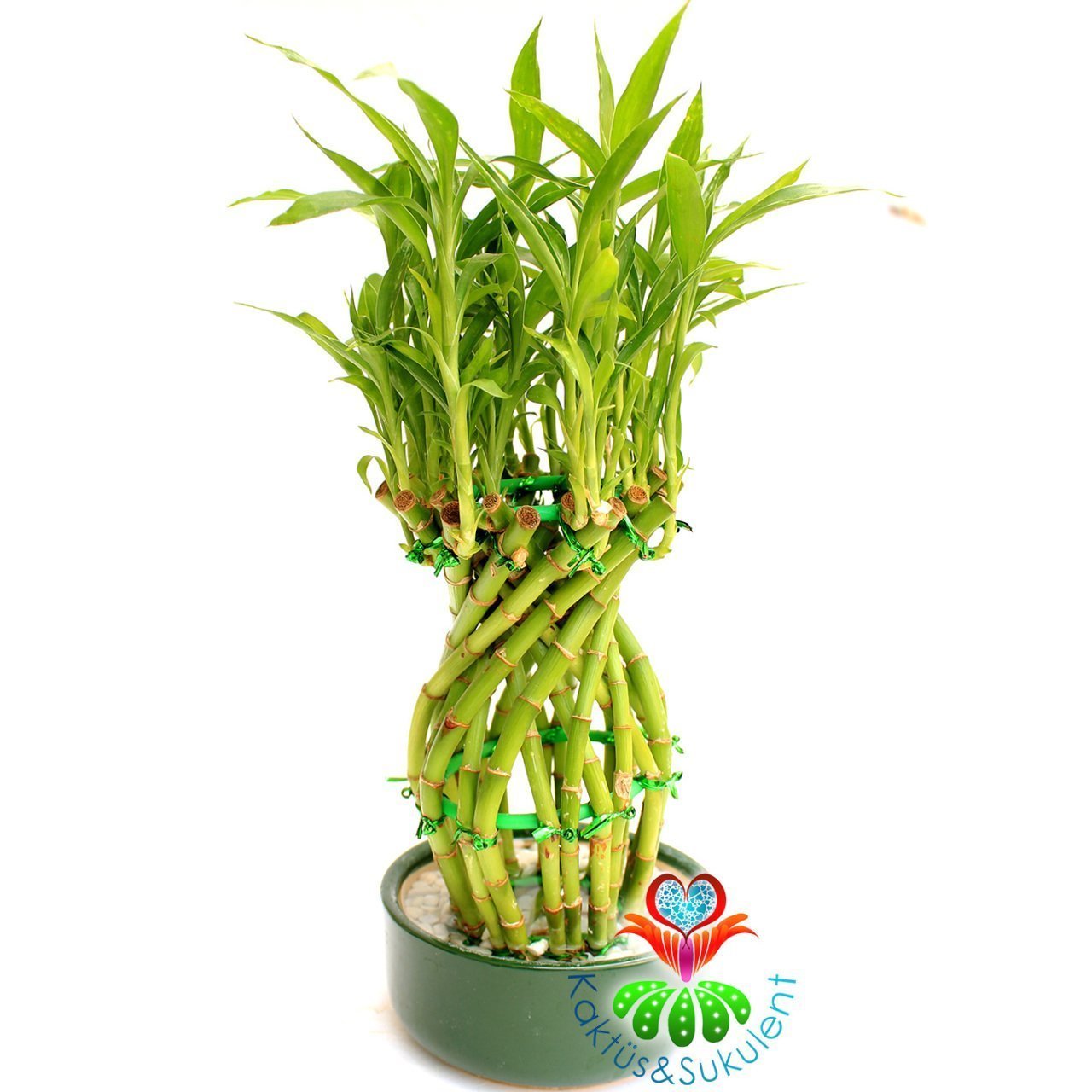 Şans Bambusu-Lucky Bamboo-Şans,Mutluluk ve Pozitif Enerji, Feng Shui-10 cm Seramik Saksıda-25 cm Boy