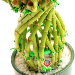 Şans Bambusu-Lucky Bamboo-Şans,Mutluluk ve Pozitif Enerji, Feng Shui-10 cm Seramik Saksıda-25 cm Boy