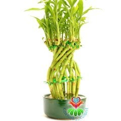 Şans Bambusu-Lucky Bamboo-Şans,Mutluluk ve Pozitif Enerji, Feng Shui-10 cm Seramik Saksıda-25 cm Boy