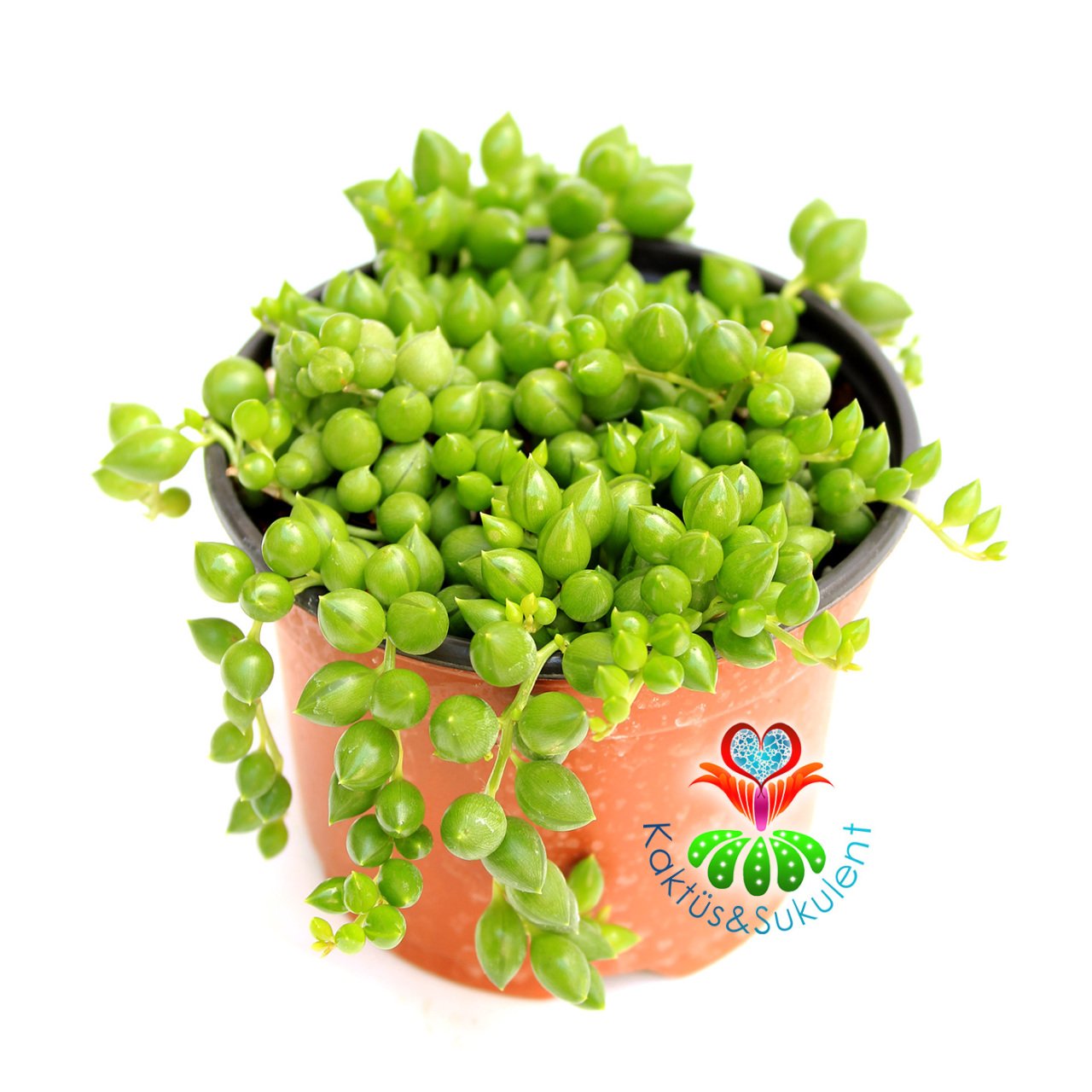 Sukulent,Senecio (Kleinia) Rowleyanus-Tesbih- Boncuk Çiçeği 8,5 cm Saksıda- Cactus