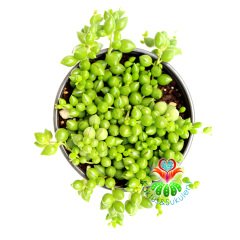 Sukulent,Senecio (Kleinia) Rowleyanus-Tesbih- Boncuk Çiçeği 8,5 cm Saksıda- Cactus