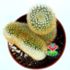 Mammillaria Eriacantha & Cristata- 10,5 cm Saksıda-Özel Form Tür Kaktüs