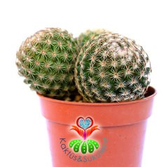 Mammillaria Elegans-Dieky Dikenleri Ele Batmaz-5,5 cm Saksıda Kaktüs