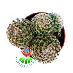 Mammillaria Elegans-Dieky Dikenleri Ele Batmaz-5,5 cm Saksıda Kaktüs