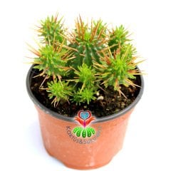 Kaktüs,Euphorbia Ferox-Bol Dallı -Saksı Dolusu- 10.5 cm Saksıda- Cactus
