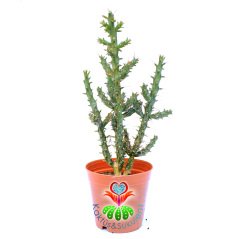 Austrocylindropuntia-5,5 cm Saksıda- Silindir Formlu Kaktüs