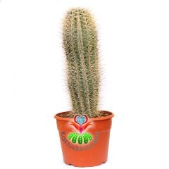 Meksika Kaktüsü- Pachycereus Pringlei-17 cm Saksıda-Dekorasyon İçin İdeal 40+ cm boy Kaktüs