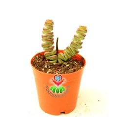 Sukulent, Crassula Marnieriana Hottentot- Düğmlerin Dizisi- 5,5 cm Saksıda-Teraryum,Kaktüs,Succulent