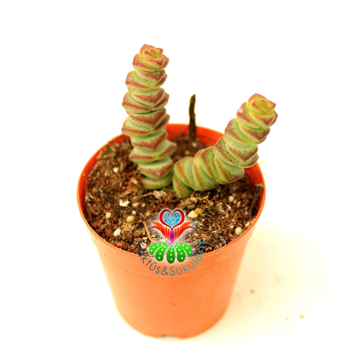 Sukulent, Crassula Marnieriana Hottentot- Düğmlerin Dizisi- 5,5 cm Saksıda-Teraryum,Kaktüs,Succulent