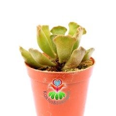 Adromischus Sphenophyllus-Sıradışı Yapraklı 5,5 cm Saksıda Sukulent