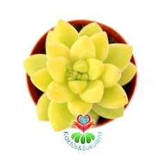 Pachyphytum Glaucum Special 5,5 cm Saksıda Nadir Tür Sukulent