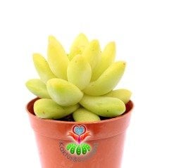 Pachyphytum Glaucum Special 5,5 cm Saksıda Nadir Tür Sukulent