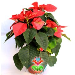 Atatürk Çiçeği-Euphorbia Pulcherrima-Poinsettia 12 cm Saksıda-30+ cm Uzunluk