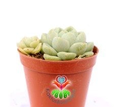 Echeveria Albicans Beyaz Renk Nadir 5,5 cm saksıda