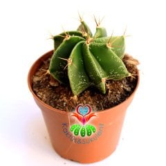 Astrophytum Ornatum-Dev Yıldız Kaktus-Nadir Tür 10,5 cm saksıda-Teraryum,Cactus,Sukulent