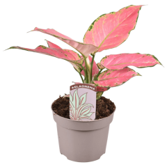 Aglaonema Pink Star 10,5 cm Saksıda Doğal Renk Nadir Tür