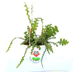 Epiphyllum Anguliger Kılçık Atlas Çiçeği-Büyük Boy 12 cm Askılı Saksıda