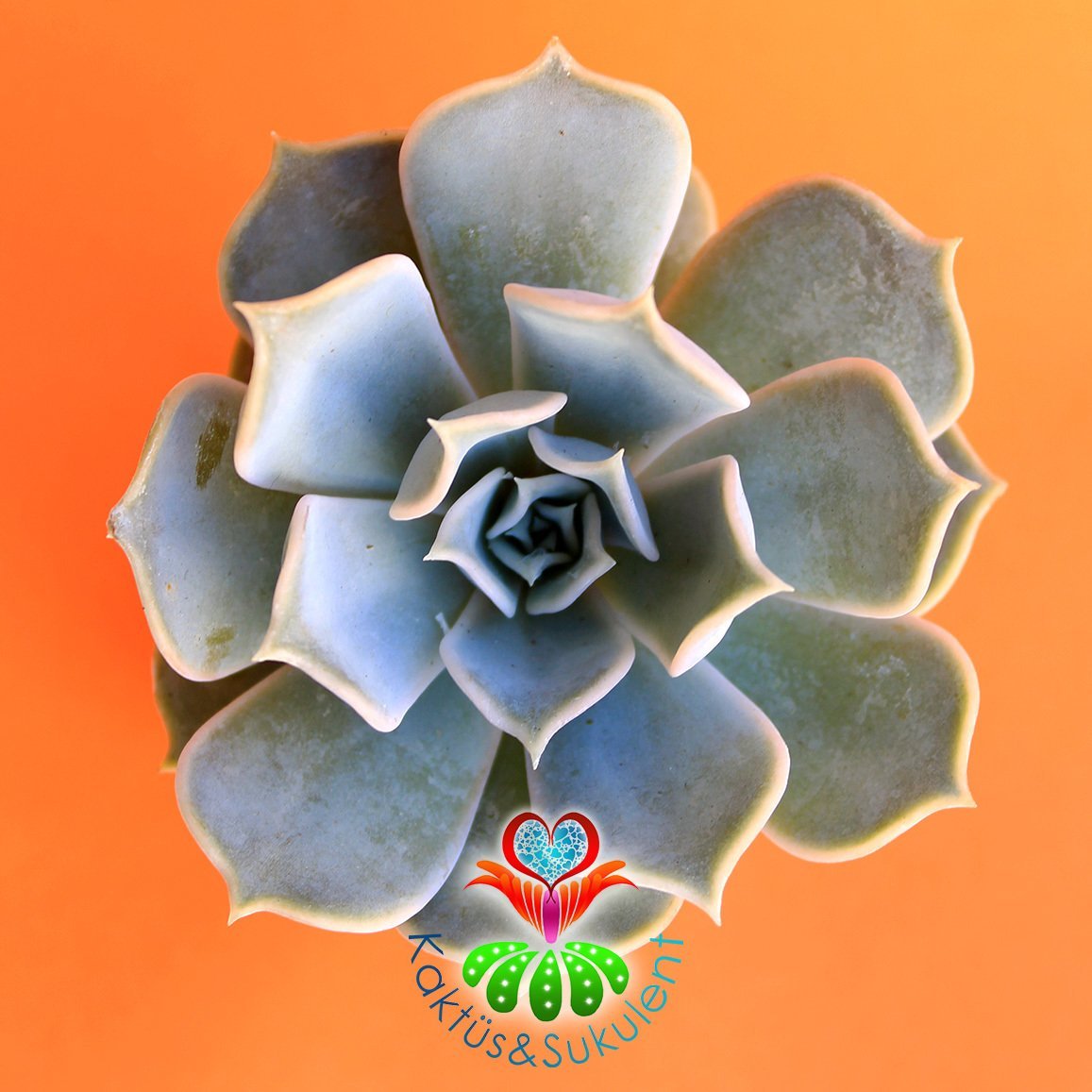 Sukulent,Echeveria 'Elsa' -Bembeyaz Renk 1.Sınıf Sukkulent -5,5 cm saksıda