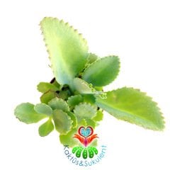 Sukulent,Kalanchoe Daigremontiana 5,5 cm saksıda-Aşkın Gözyaşı Çiçeği