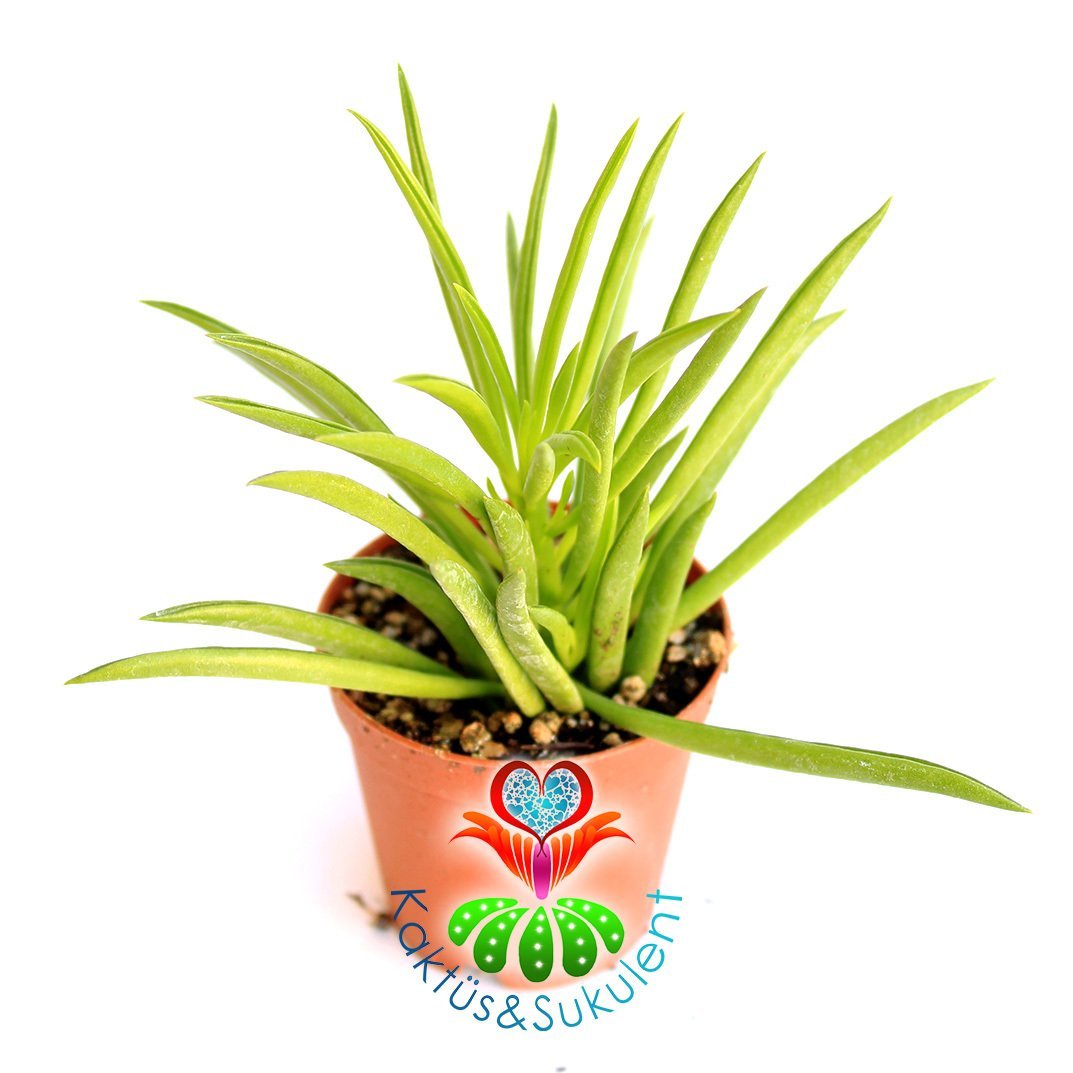 Sukulent,Peperomia 'Green Bean'- Canlı Yeşil Renk Sukkulent 5,5 cm saksıda-Teraryum, Kaktus