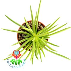 Sukulent,Peperomia 'Green Bean'- Canlı Yeşil Renk Sukkulent 5,5 cm saksıda-Teraryum, Kaktus