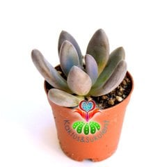 Sukulent,Pachyveria''Blue Mist'' -Mükemmel Koyu Pembe Renkli Sukkulent- 5,5 cm saksıda-Teraryum,Kaktus