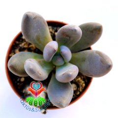 Sukulent,Pachyveria''Blue Mist'' -Mükemmel Koyu Pembe Renkli Sukkulent- 5,5 cm saksıda-Teraryum,Kaktus