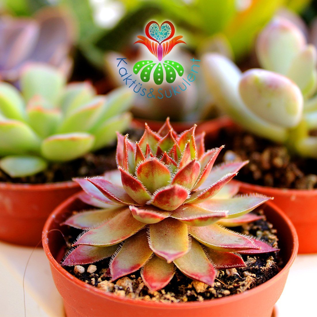 Sukulent,Sempervivum Calcareum-Koyu Bordo Yeşil Yapraklı- 5,5 cm saksıda-Teraryum, Kaktüs, Semper