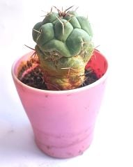 Thelocactus Hexaedrophorus 6,5 cm saksıda Özel Tür İthal