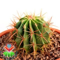 DEV Kaktüs,Ferocactus Stainesii Pilosus -Fuşya Renk Çiçek Açar-35 cm Saksıda-Cactus,Sukulent