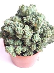 Cereus Validus Ming Thing 10.5cm Saksıda Nadir Özel Tür İthal