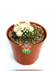 Mammillaria Gracilis Oruga -Pamuk Dikenli Kaktüs-8,5 cm Saksıda