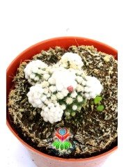 Mammillaria Gracilis Oruga -Pamuk Dikenli Kaktüs-8,5 cm Saksıda