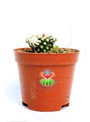 Mammillaria Gracilis Oruga -Pamuk Dikenli Kaktüs-8,5 cm Saksıda
