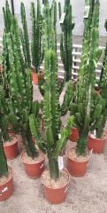 Cowboy Cactus, Dev Euphorbia Ingens 150+ cm Uzunluğunda -17 cm Saksıda, Ev, Ofis Cactus, Canlı Dekor