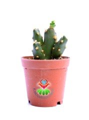 Opuntia Canterae-Parlak Dolgun Formlu-5,5 cm Saksıda