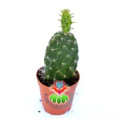 Opuntia Engelmannii 'Hairy Roger'-8 cm Saksıda-Tüylü Tavşan Kulak Kaktüs