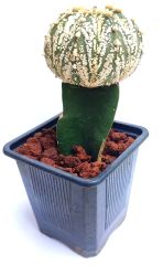 Astrophytum Asterias Super Kabuto Büyük boy- Nadir Tür -8,5 cm saksıda Aşılı
