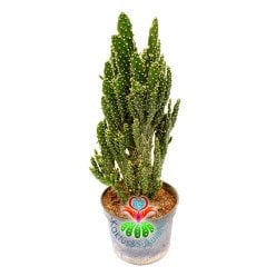 Opuntia Tuna Monstruosa-Canavar Kaktus-8,5 cm Saksıda