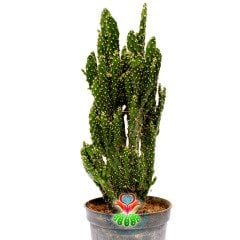 Opuntia Tuna Monstruosa-Canavar Kaktus-8,5 cm Saksıda