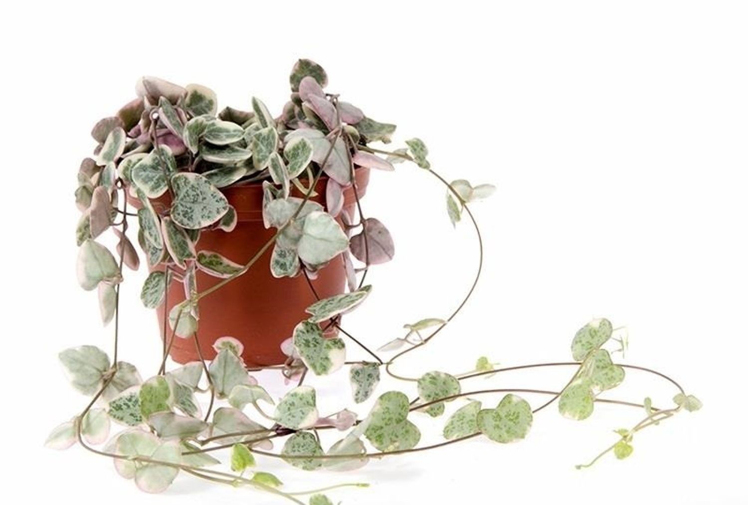 Ceropegia woodii 'Variegata' Kalp Kalbe Karşı Çiçeği 8,5 cm Saksıda Birçok Kök 15+ cm Uzunlukta Dallar