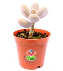 Pachyphytum Oviferum-Tombul Aytaşı Sukulent-5,5 cm Saksıda
