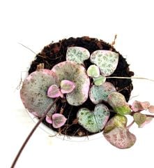 Ceropegia woodii 'Variegata' Kalp Kalbe Karşı Çiçeği 5,5 cm Saksıda