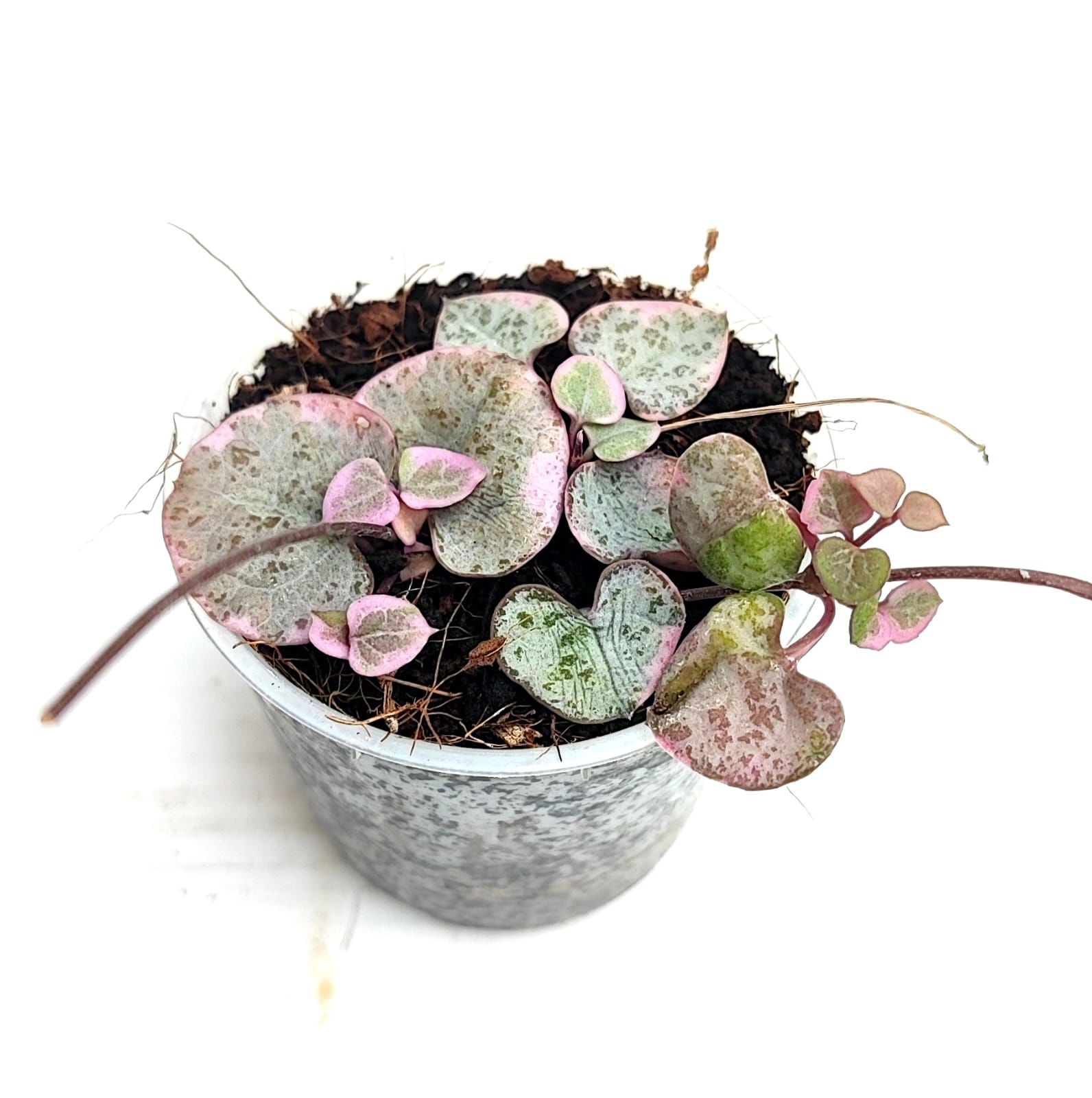 Ceropegia woodii 'Variegata' Kalp Kalbe Karşı Çiçeği 5,5 cm Saksıda