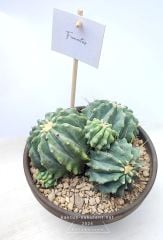 Ferocactus Glaucescens f. İnermis Nadir Seramik 15 cm saksıda Kaktüs