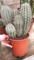 Meksika Kaktüsü- Pachycereus Pringlei-15 cm Saksıda-20cm Boy-Dev Boya Ulaşan Doğal Kaktüs
