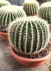 Altın Varil Kaktüs, Echinocactus Grusonii -Devasa Boyutlara Ulaşır- DEV BOY- 50 cm Saksıda-