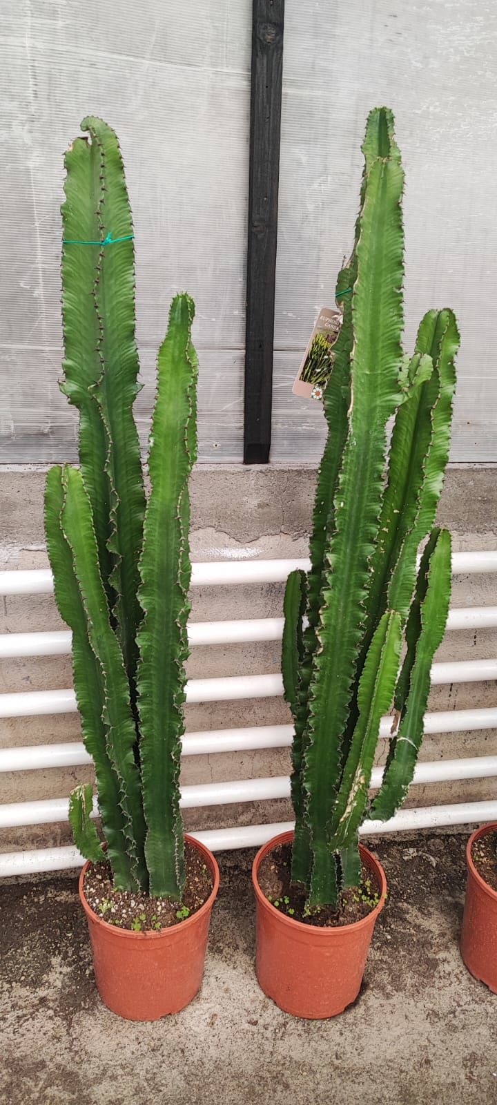 Cowboy Cactus, Dev Euphorbia Ingens 140+ cm Uzunluğunda -20 cm Saksıda, Ev, Ofis Cactus, Canlı Dekor